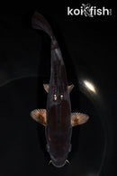 7.25" DOITSU OCHIBA SHIGURE