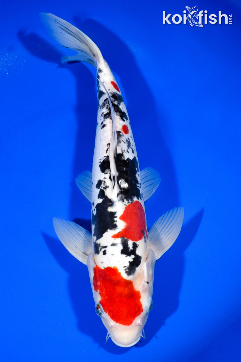 13.75" DOITSU SANKE
