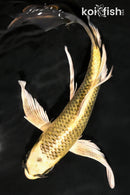 8.25" KIN KI MATSUBA BUTTERFLY