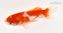 4.5" WAKIN GOLDFISH