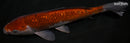 9.5" GINRIN OCHIBA SHIGURE