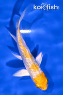 4.25" LEMON HARIWAKE BUTTERFLY