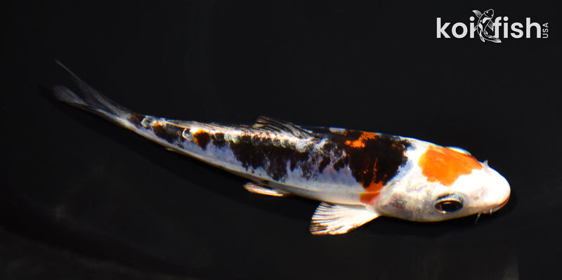 6.25" HEISEI NISHIKI