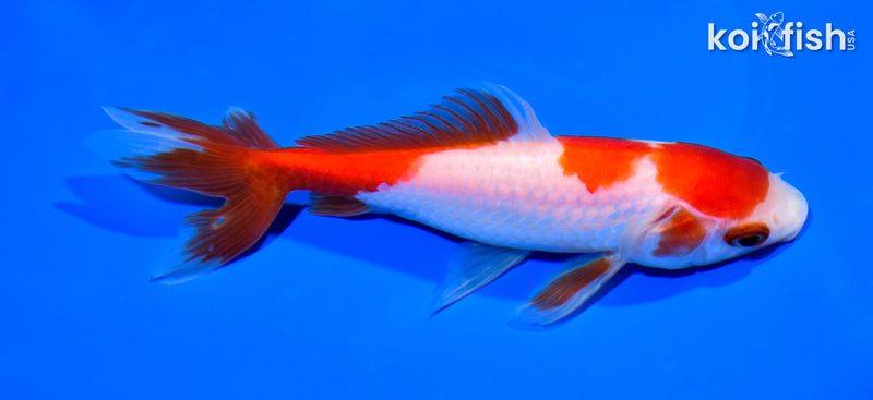 5.75" SARASA WAKIN GOLDFISH