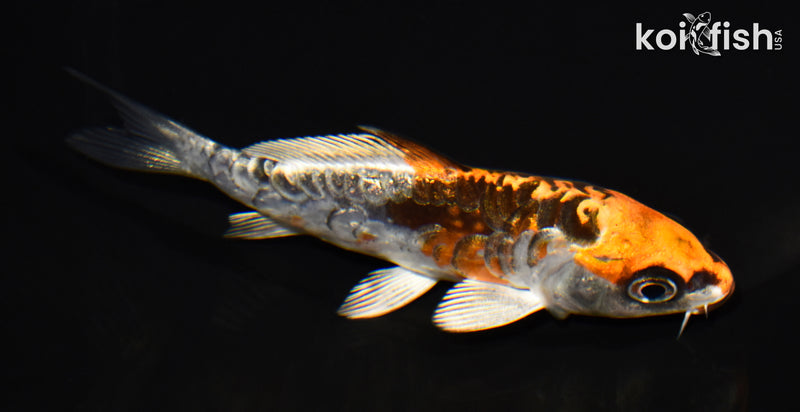 4.25" BENI KIKOKURYU