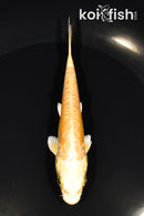 5" ARAGOKE YAMABUKI OGON