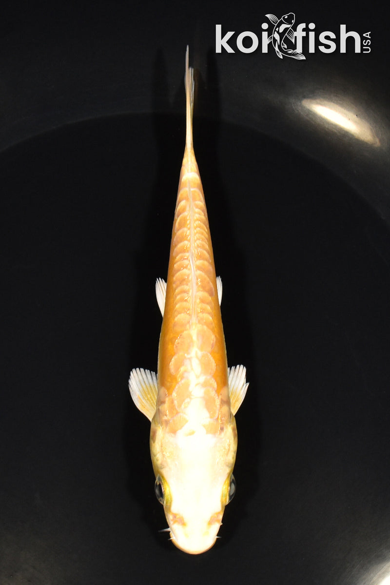 5" ARAGOKE YAMABUKI OGON