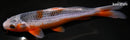 8.25" ASAGI
