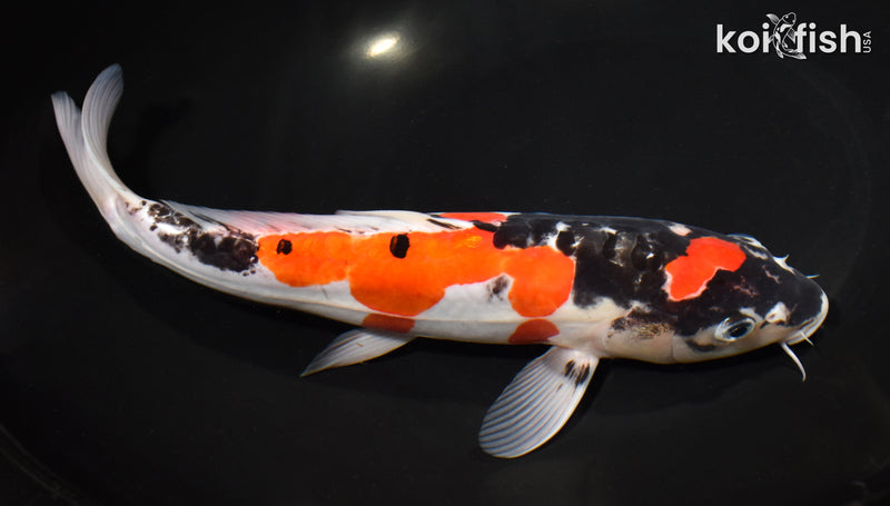 11.5" DOITSU GOSHIKI
