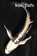 4.5" KIN KIKOKURYU BUTTERFLY