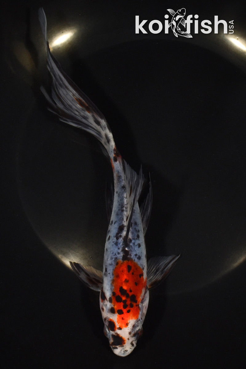 7.75" SHUBUNKIN GOLDFISH