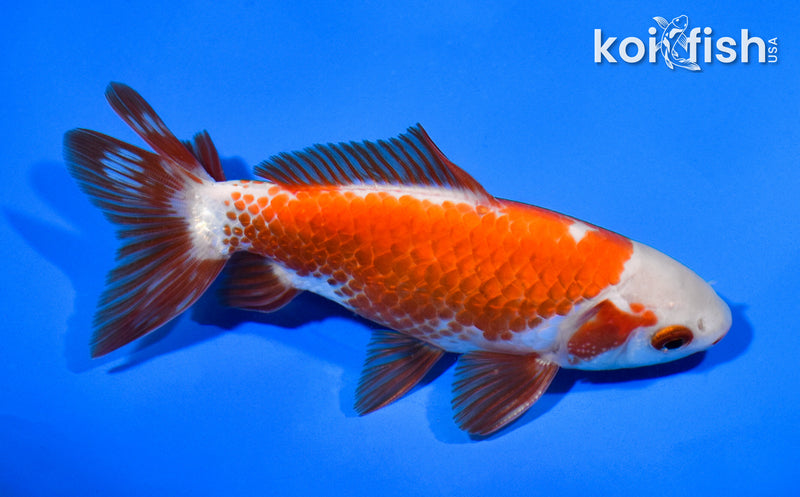 5.25" WAKIN GOLDFISH