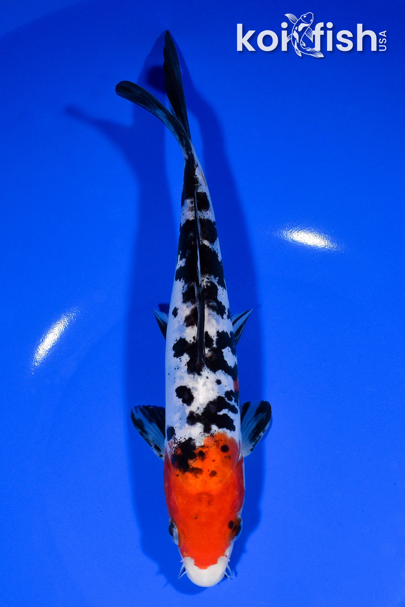 8" DOITSU SANKE