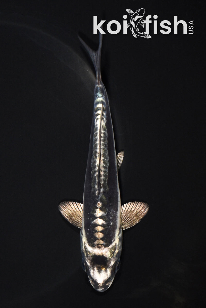 5.5" KIKOKURYU