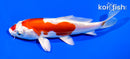 6.75" KIKUSUI