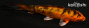 4.5" KIN HI UTSURI