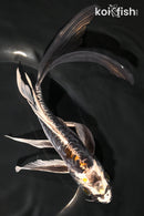 8.25" BENI KIKOKURYU BUTTERFLY