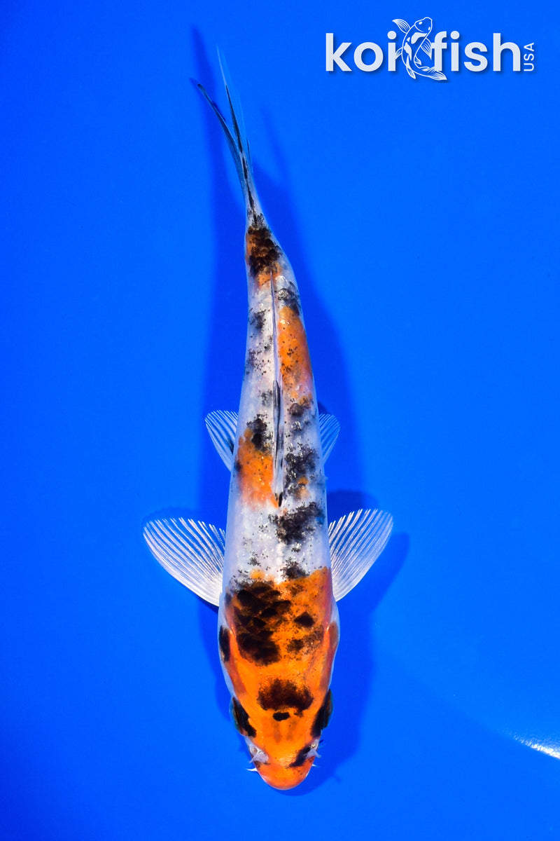 5.5" YAMATO NISHIKI