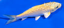 3.5" GINRIIN YAMABUKI OGON
