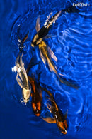 PACK OF (5) 4.75-5.5" BUTTERFLY KOI