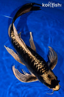 18.5" ARAGOKE KIN KIKOKURYU BUTTERFLY