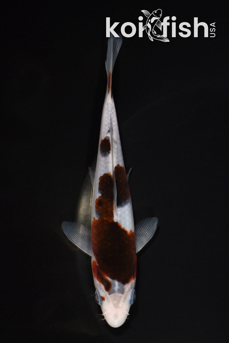5.5" GOROMO