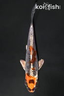 4.5" KUJAKU