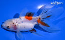 4.25" ORANDA GOLDFISH