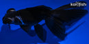 4.5" TELESCOPE GOLDFISH