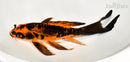 8.5" ARAGOKE BENI KIKOKURYU BUTTERFLY
