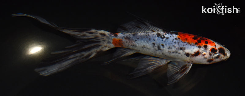 7.75" SHUBUNKIN GOLDFISH