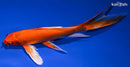 8.75" ORENJI OGON BUTTERFLY