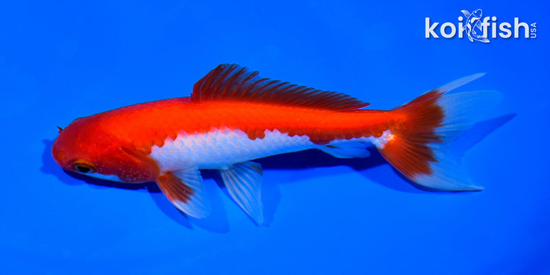 5.25" WAKIN GOLDFISH