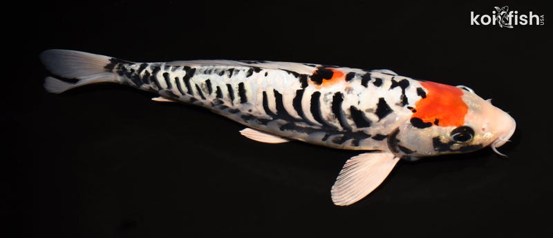 13.75" BENI KUMONRYU