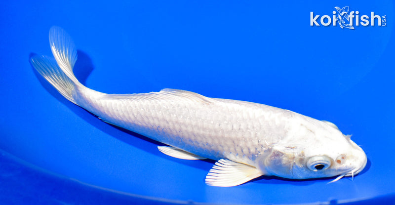 7.5" PLATINUM OGON