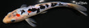 8.25" DOITSU SANKE