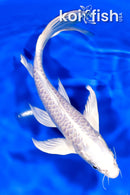 7.75" ARAGOKE PLATINUM OGON BUTTERFLY