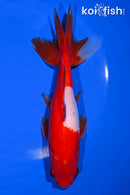 6.5" WAKIN GOLDFISH