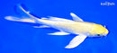 6.75" LEMON HARIWAKE BUTTERFLY