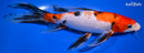 9.75" SANKE BUTTERFLY