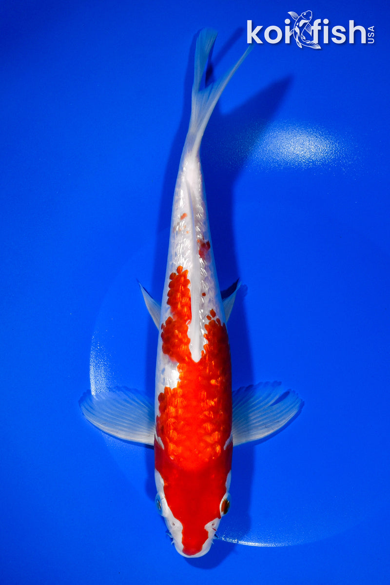 9.75" GINRIN KOHAKU