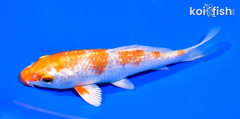 5.25" GINRIN HARIWAKE