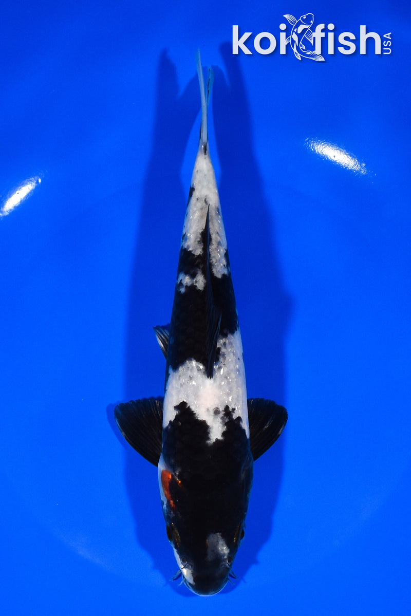 7.5" GIN SHIRO UTSURI