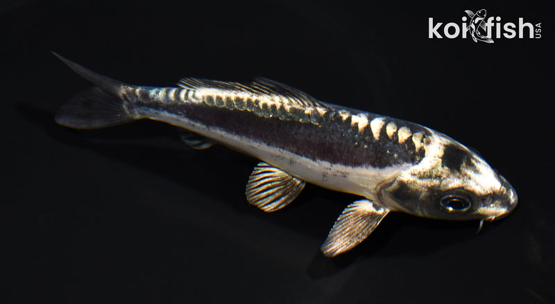 5.5" KIKOKURYU