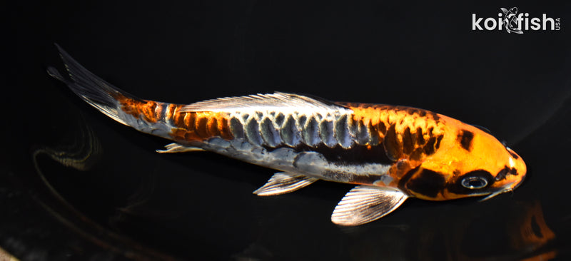 7.5" ARAGOKE BENI KIKOKURYU