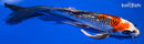 7.5" GINRIN KUJAKU BUTTERFLY