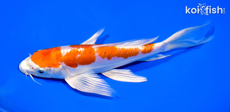7.75" KIKUSUI BUTTERFLY