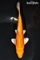 5.75" GINRIN ORENJI OGON