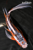 9.75" HI SHUSUI BUTTERFLY