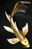 10.75" GINRIN KIN KI MATSUBA BUTTERFLY
